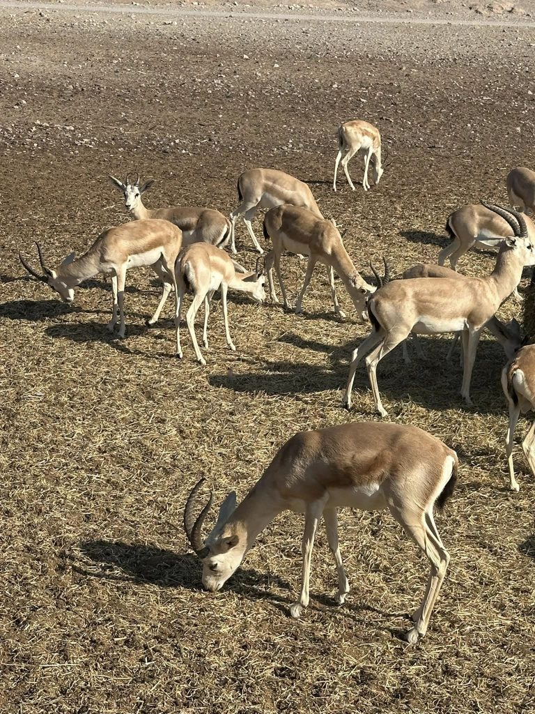 Sir Bani Yas Island Safari Tour, photo courtesy from Adam Kamal