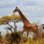 Kenya_Safari_Tour