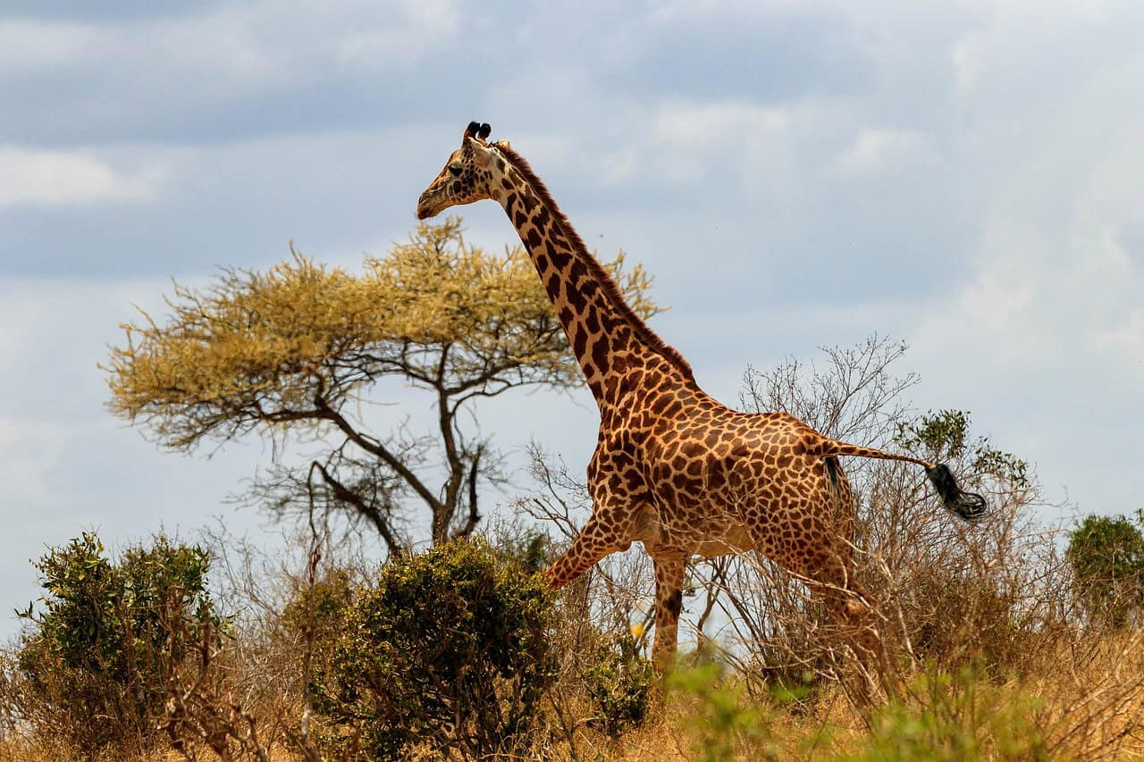 Kenya_Safari_Tour