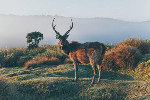 Horton Place-Sri Lanka